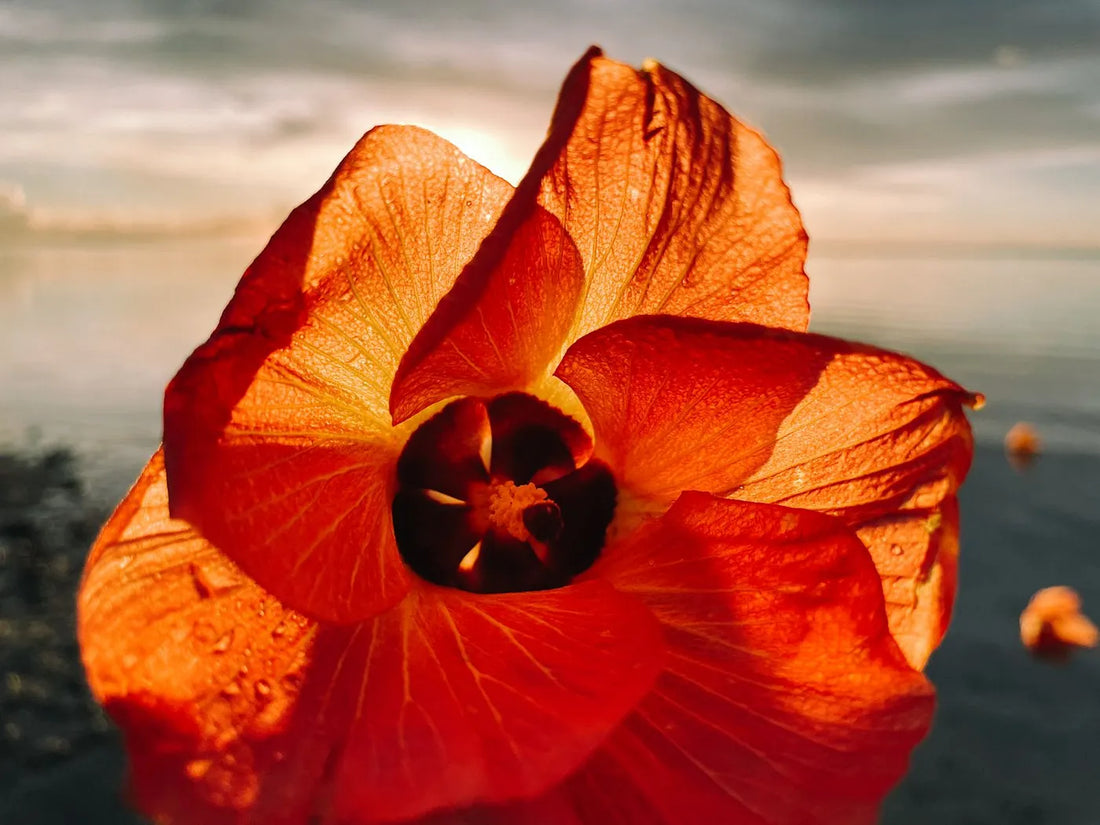 Strolling with My Lola